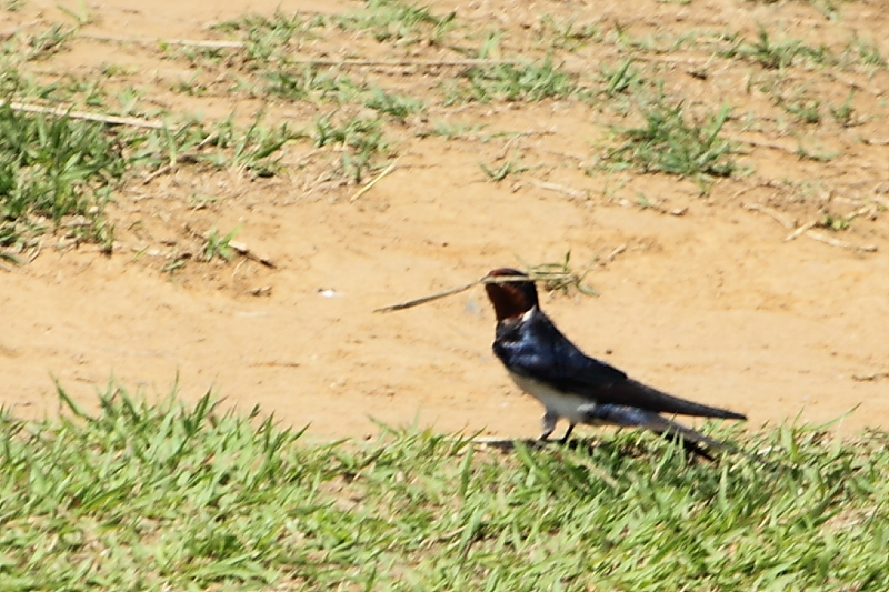 ★先週末の鳥類園（2014.5.31～6.1）_e0046474_021077.jpg