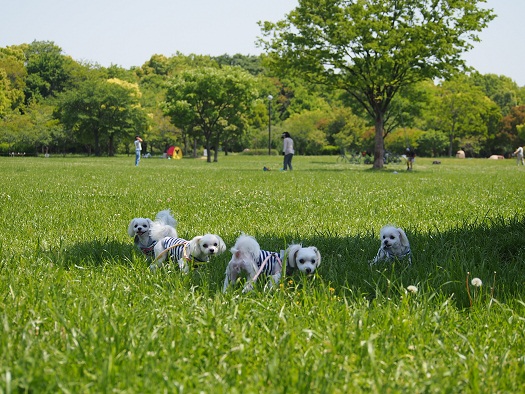 5月10日のお散歩～＾＾_b0302075_6505379.jpg