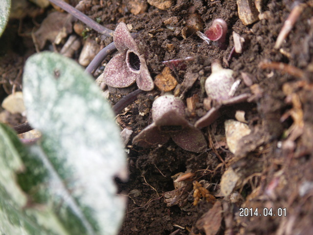 花だより　　2014年春から初夏にかけて見た植物  　　藤原昧々_a0253180_16143412.jpg