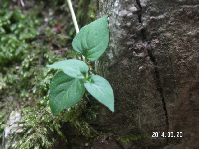 花だより　　2014年春から初夏にかけて見た植物  　　藤原昧々_a0253180_16454488.jpg