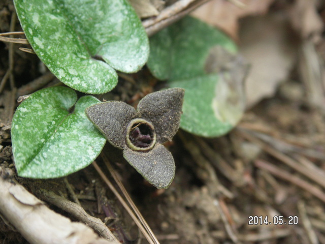 花だより　　2014年春から初夏にかけて見た植物  　　藤原昧々_a0253180_16505814.jpg