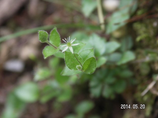 花だより　　2014年春から初夏にかけて見た植物  　　藤原昧々_a0253180_16532293.jpg