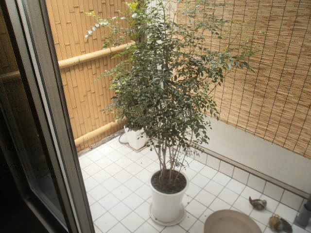 結果はわかっていたが_f0347891_20474444.jpg