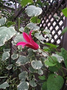 c0117898_10361126.jpg
