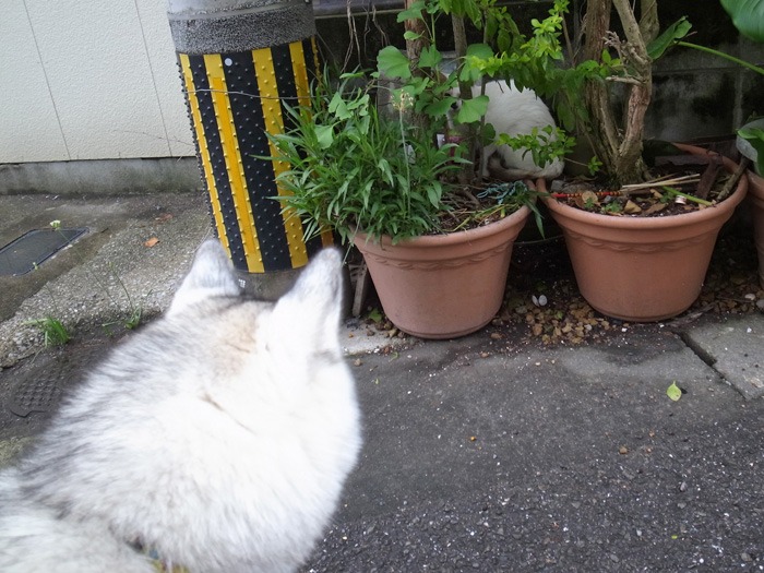 雨の季節 (*^_^*)_c0049299_22213952.jpg