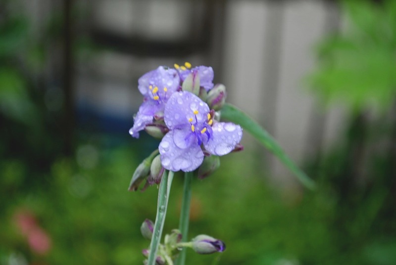 梅雨に似合う花・・・_e0025300_17104714.jpg