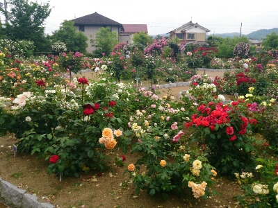 e0252905_4261677.jpg