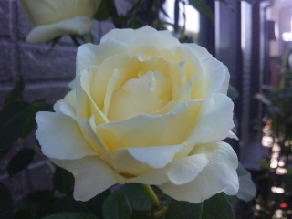 c0060308_1654187.jpg