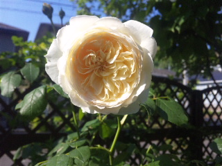 c0060308_17374923.jpg