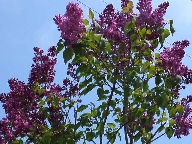 b0300818_16274261.jpg