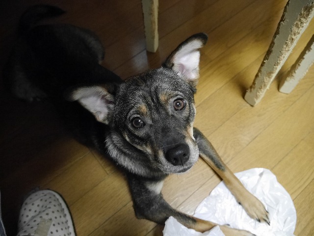 f0282319_424758.jpg