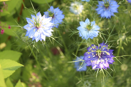 咲いた花たち_c0253429_03471.jpg