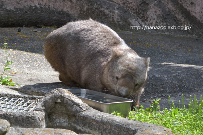 ウォンバットのヒロキくん、豪快な穴掘り！_b0245634_17531670.jpg