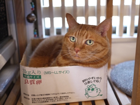 たまごこ箱猫 しぇる編。_a0143140_011444.jpg