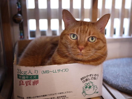 たまごこ箱猫 しぇる編。_a0143140_035627.jpg