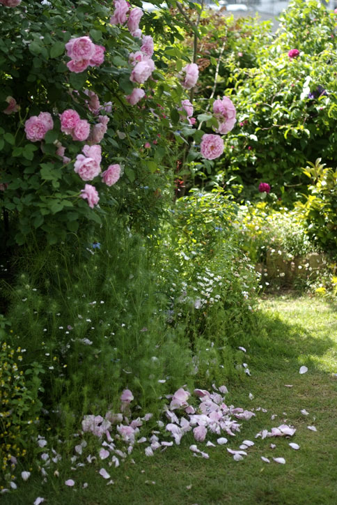 ニゲラの海に沈む薔薇の花びら・・・５月２１日のお庭より・そのⅢ_b0075541_1317779.jpg