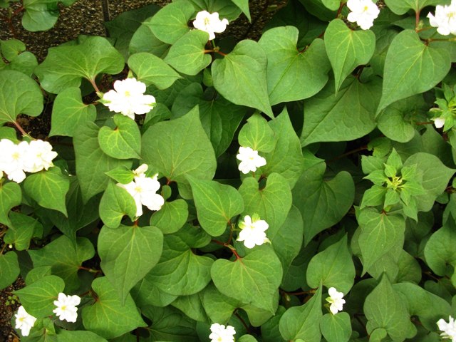 どくだみの花_e0230141_1321133.jpg