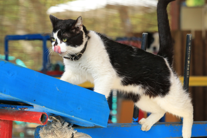 動物園のショー_b0326342_20483007.jpg