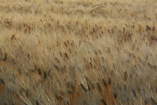 c0093046_5393264.jpg