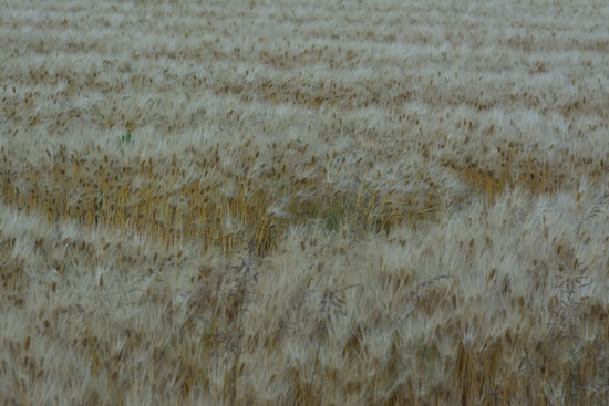 c0093046_540176.jpg