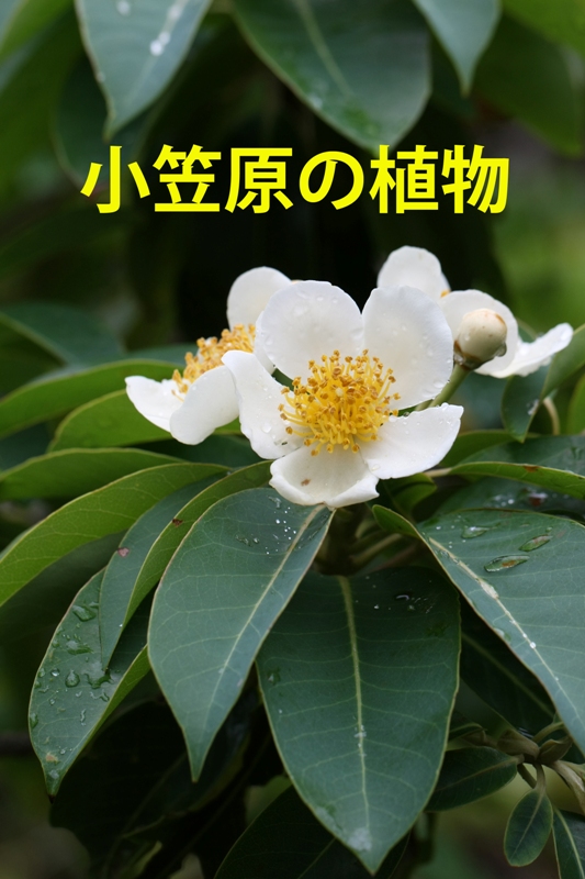 小笠原の植物 還暦からのネイチャーフォト 小笠原の植物 還暦からのネイチャーフォト
