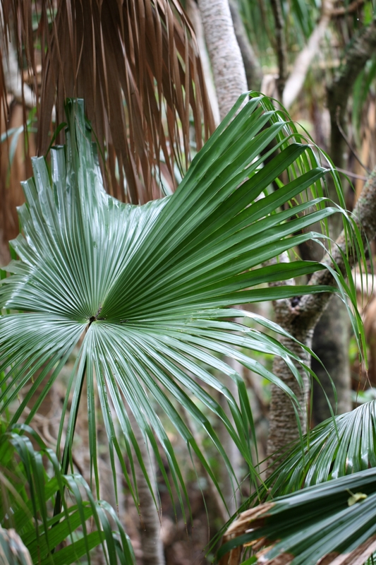 小笠原の植物_b0144049_10415053.jpg