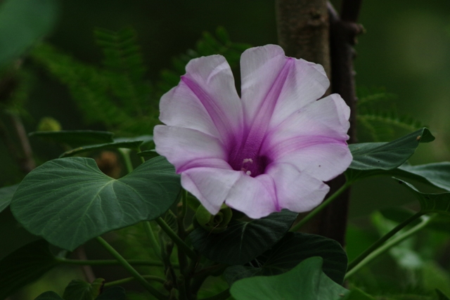 小笠原の植物_b0144049_12212254.jpg