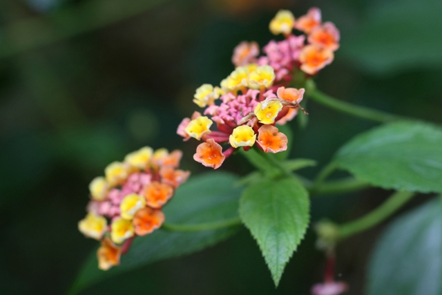 小笠原の植物_b0144049_122572.jpg