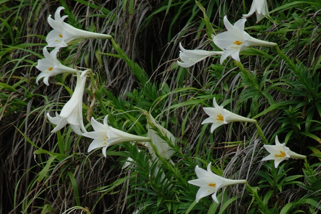 小笠原の植物_b0144049_14224694.jpg