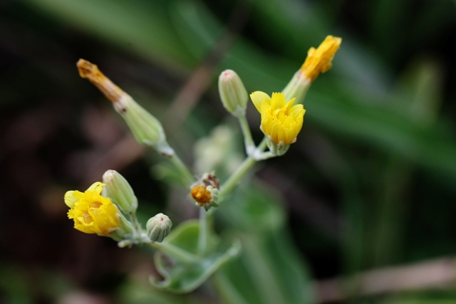 小笠原の植物_b0144049_16142341.jpg