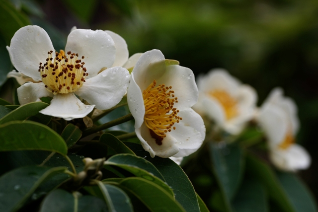 小笠原の植物_b0144049_16353044.jpg