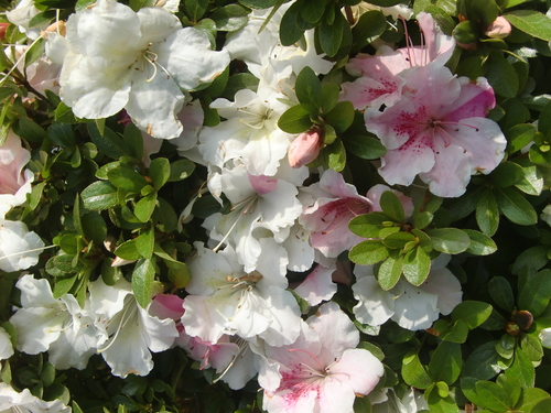 誕生日の花・花言葉（6月１日～7日）と活花_f0329849_1616343.jpg