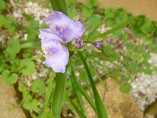 rainy season その1 西洋露草と♪_a0165160_09310064.jpg