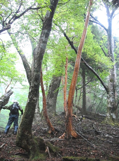 ＜2014年５月18～22日＞2014九州登山ﾃﾞﾋﾞｭｰ＆歴史探訪旅①：（由布岳・大崩山）_c0119160_712734.jpg