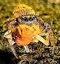 『蜘蛛 vs 蜘蛛』 マミジロハエトリ Evarcha albaria、ヤサコマチグモ_f0238961_9582462.jpg