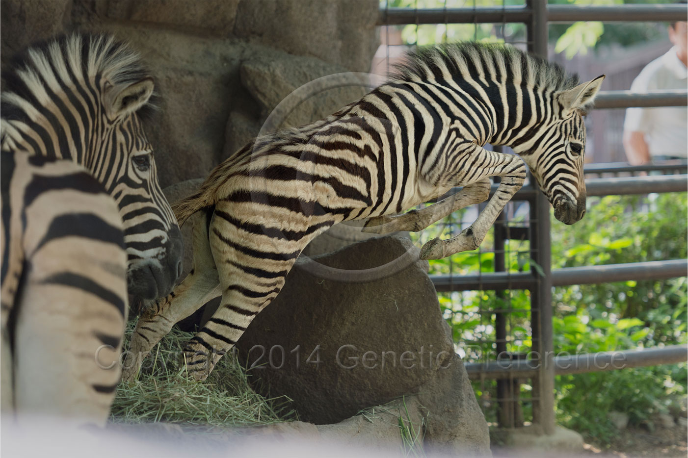 王子動物園2014初夏 Vol.6_a0111162_19542178.jpg