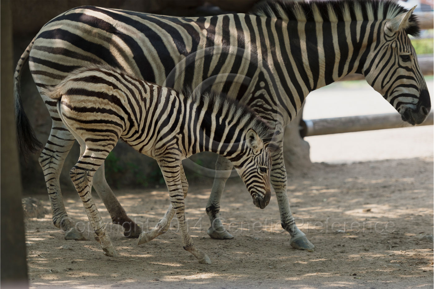 王子動物園2014初夏 Vol.6_a0111162_19552752.jpg