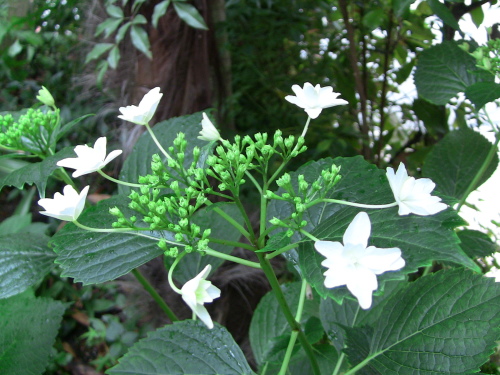 d0048364_11293166.jpg