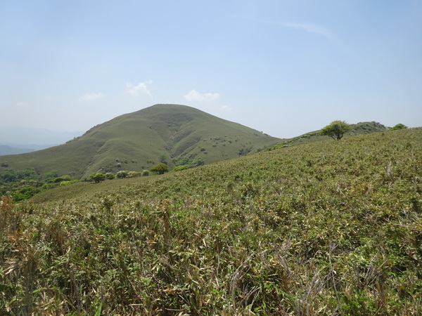 鈴鹿山系「竜ヶ岳」：草稜に映える白いヒツジの正体_c0066176_0184717.jpg