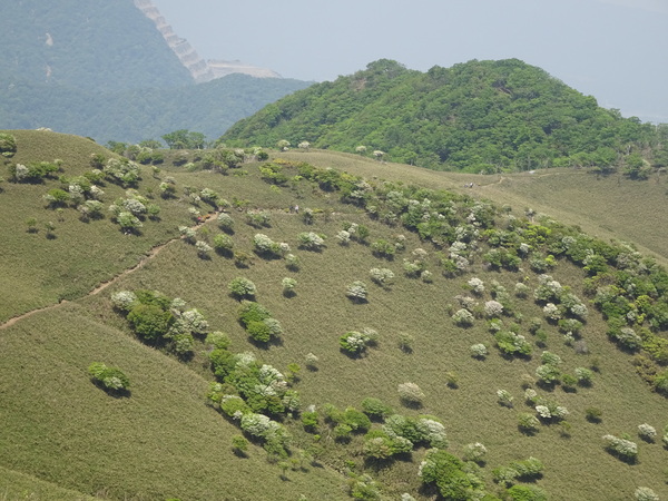 鈴鹿山系「竜ヶ岳」：草稜に映える白いヒツジの正体_c0066176_0414741.jpg