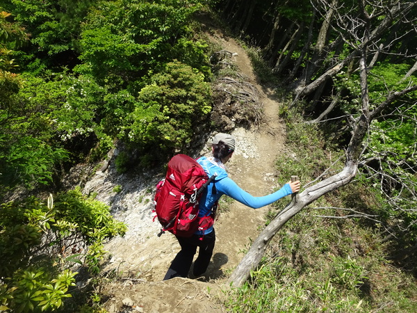 鈴鹿山系「竜ヶ岳」：草稜に映える白いヒツジの正体_c0066176_06102.jpg