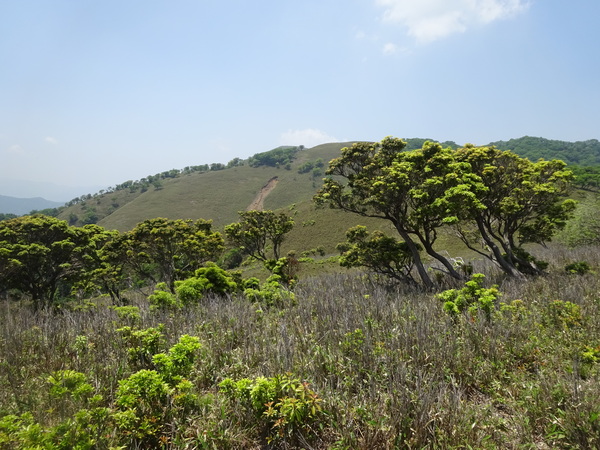 鈴鹿山系「竜ヶ岳」：草稜に映える白いヒツジの正体_c0066176_09252.jpg