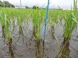 6月6日の田んぼ(上目黒小・枝野小)_d0247484_13422125.jpg