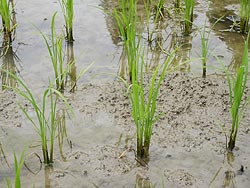 6月6日の田んぼ(月光原小・西根小)_d0247484_14101285.jpg