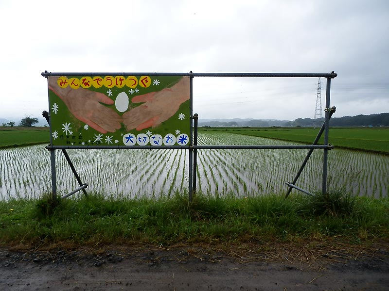6月6日の田んぼ(緑ヶ丘小・北郷小)_d0247484_14512849.jpg