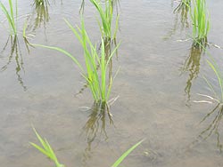 6月6日の田んぼ(緑ヶ丘小・北郷小)_d0247484_14523025.jpg