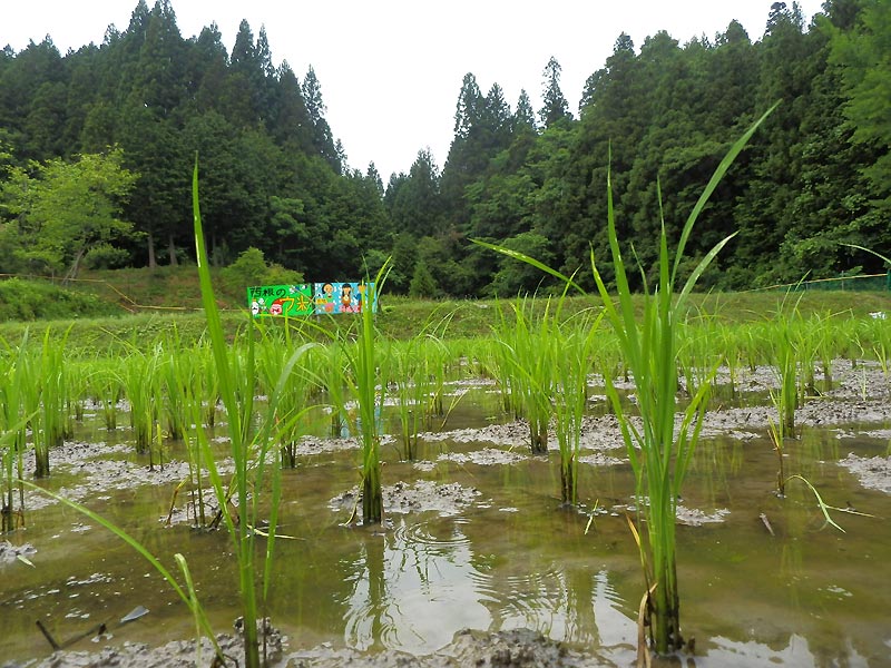 6月6日の田んぼ(月光原小・西根小)_d0247484_14833.jpg