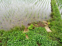 6月6日の田んぼ(目黒角田絆交流田)_d0247484_15222100.jpg