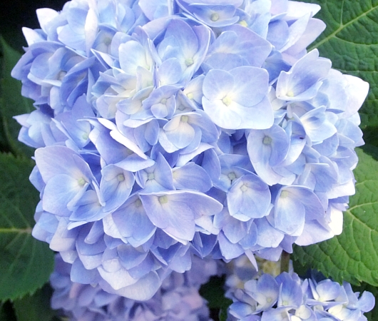 ロックフェラー・センターの花壇に柔らかな水色の紫陽花_b0007805_1141478.jpg