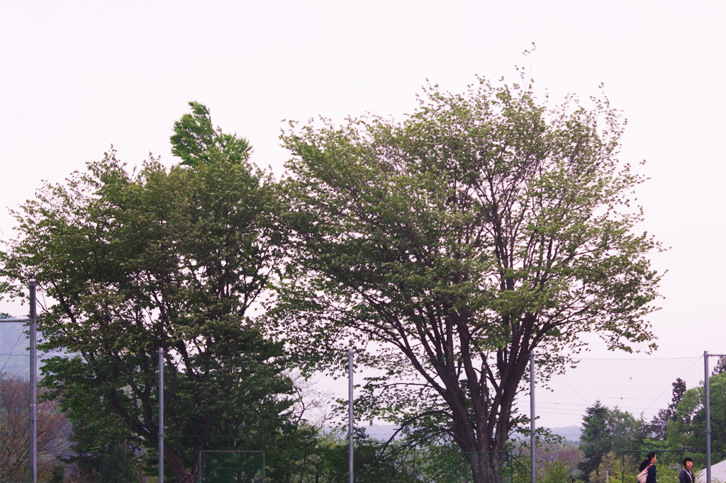 運動会 その2♪_f0051306_19152899.jpg
